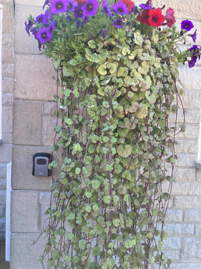 Heart Of The Village Cotswold Cottage In Crudwell. エクステリア 写真